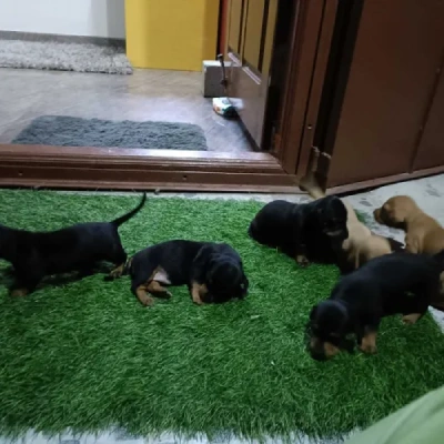 Dachshund puppies for sale in Vijayawada