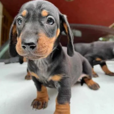 Dachshund puppies for sale in Ajmer