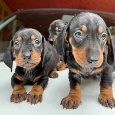 Dachshund puppies for sale in Bikaner