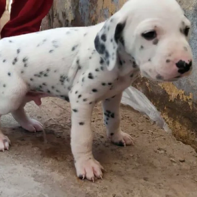 Dalmatian puppies for sale in Vijayawada