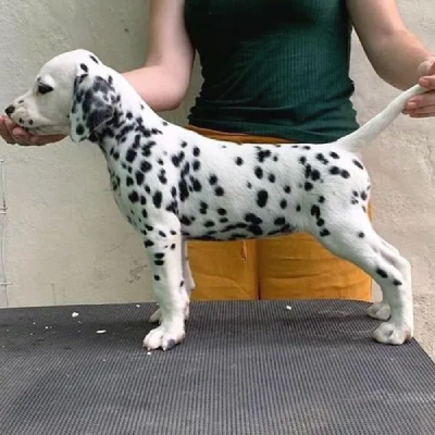 Dalmatian puppies for sale in Vijayawada