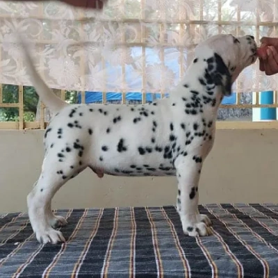 Dalmatian puppies for sale in Vijayawada