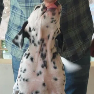 Dalmatian puppies for sale in Vijayawada