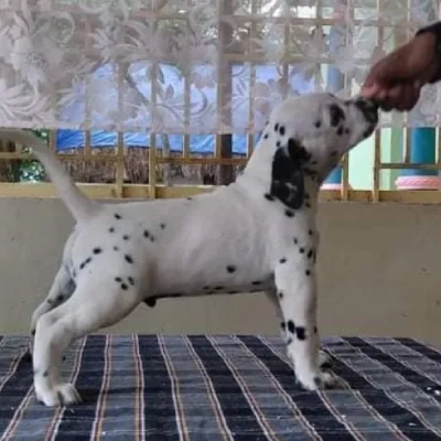 Dalmatian puppies for sale in Udaipur