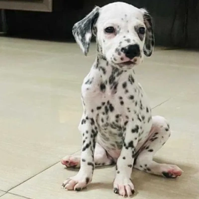 Dalmatian puppies for sale in Udaipur