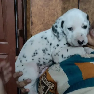 Dalmatian puppies for sale in Udaipur