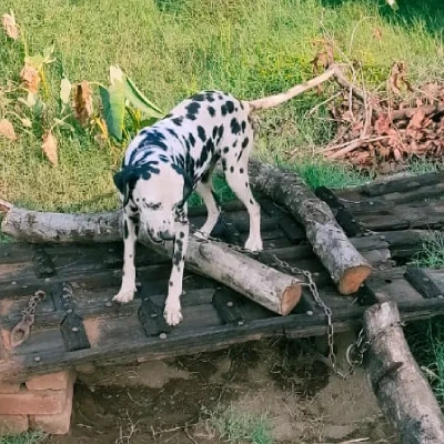 Dalmatian puppies for sale in Vijayawada