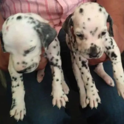 Dalmatian puppies for sale in Vijayawada