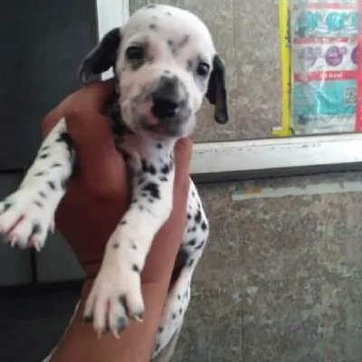 Dalmatian puppies for sale in Udaipur