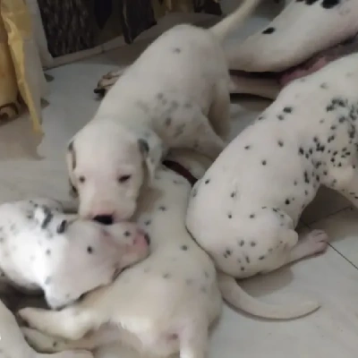 Dalmatian puppies for sale in Vijayawada