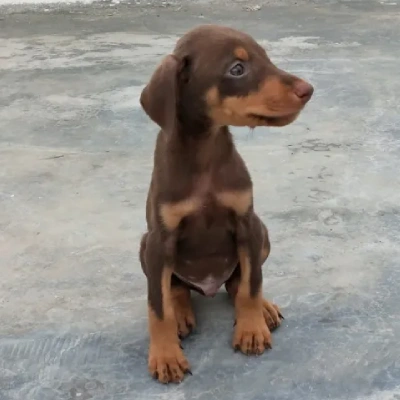 Doberman puppies for sale in Bikaner