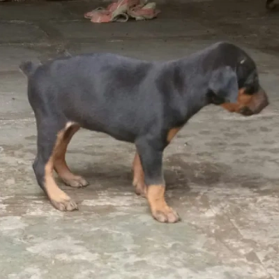 Doberman puppies for sale in Bikaner