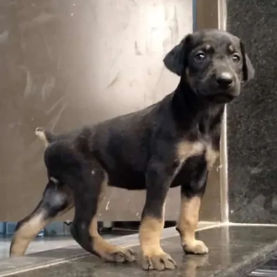 Doberman puppies for sale in Gurgaon