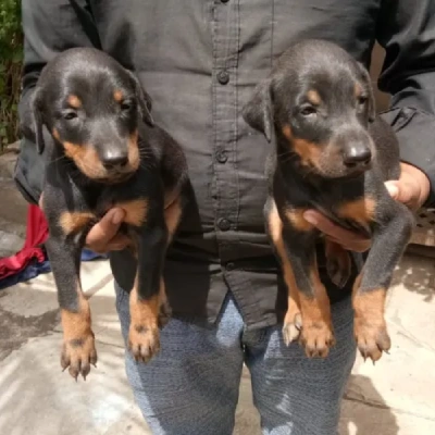 Doberman puppies for sale in Vijayawada