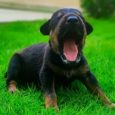 Doberman puppies for sale in Bikaner