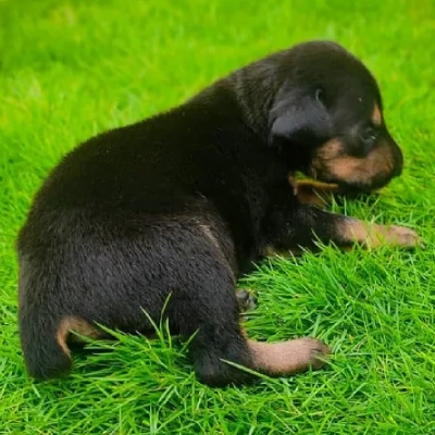 Doberman puppies for sale in Bikaner