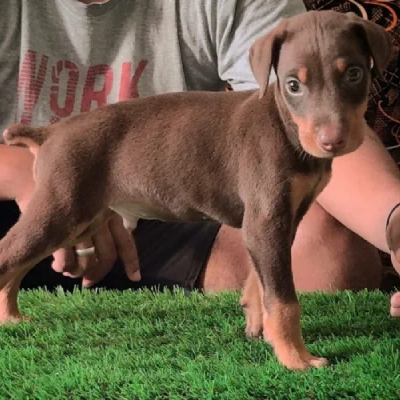 Doberman puppies for sale in Bikaner