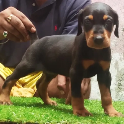 Doberman puppies for sale in Bikaner