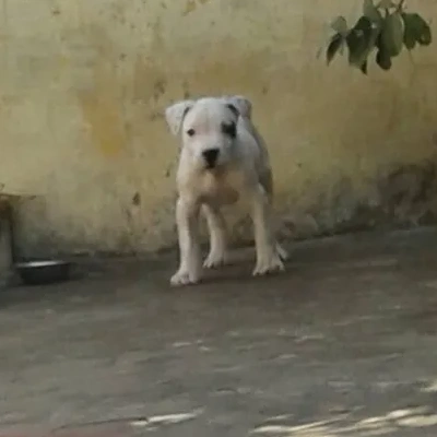 Dogo Argentino puppies for sale in Bikaner