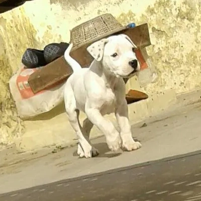 Dogo Argentino puppies for sale in Vijayawada