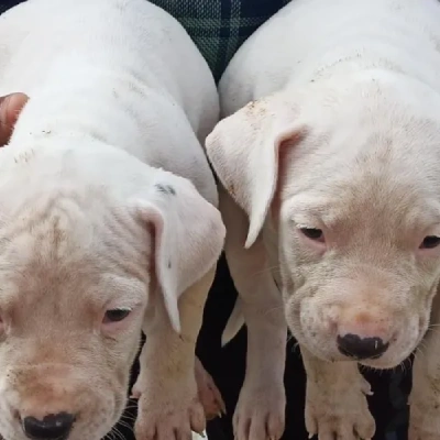 Dogo Argentino puppies for sale in Bikaner