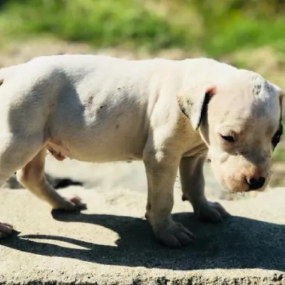 Dogo Argentino puppies for sale in Bikaner