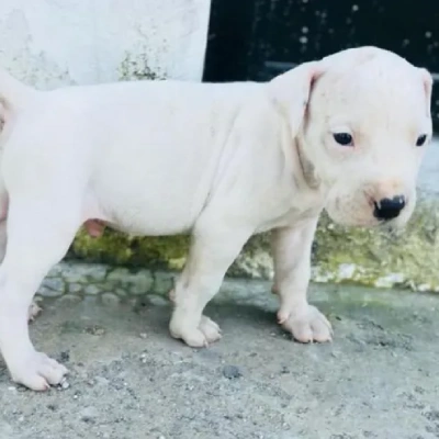 Dogo Argentino puppies for sale in Bikaner