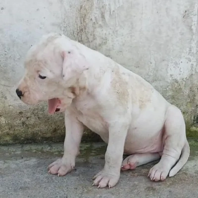 Dogo Argentino puppies for sale in Vijayawada