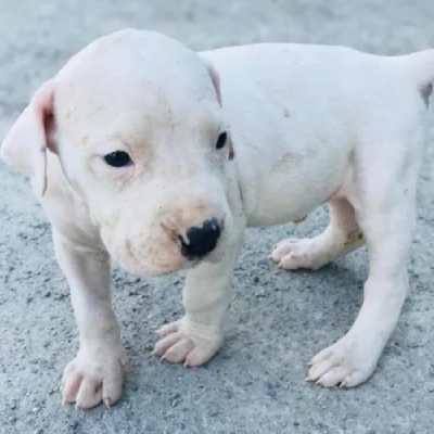 Dogo Argentino puppies for sale in Vijayawada