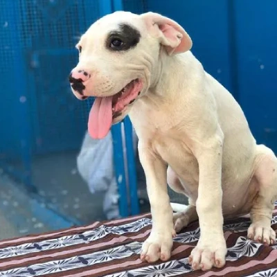 Dogo Argentino puppies for sale in Bikaner