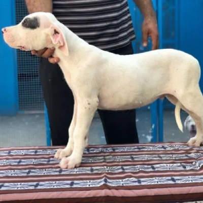 Dogo Argentino puppies for sale in Bikaner