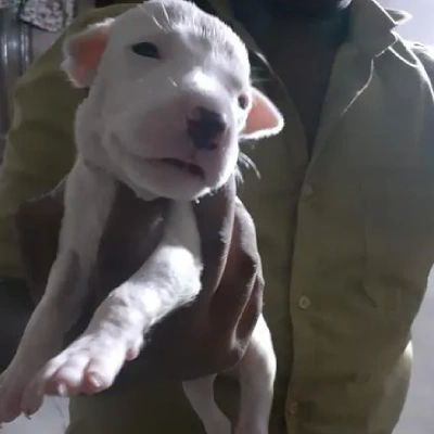 Dogo Argentino puppies for sale in Bikaner