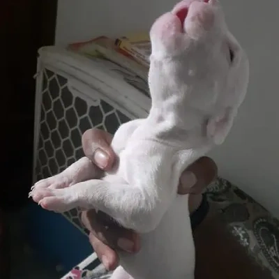 Dogo Argentino puppies for sale in Vijayawada