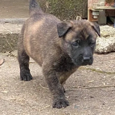 Dutch Shepherd puppies for sale in Vijayawada