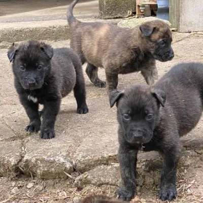 Dutch Shepherd puppies for sale in Udaipur