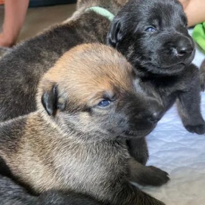 Dutch Shepherd puppies for sale in Bikaner