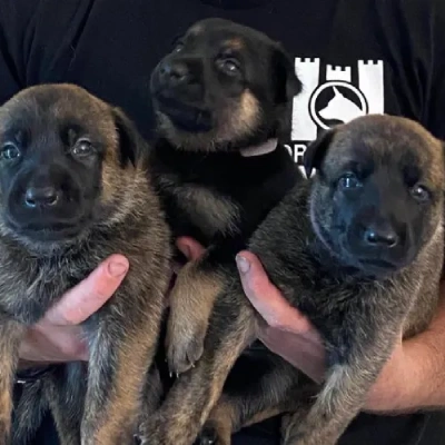 Dutch Shepherd puppies for sale in Bikaner