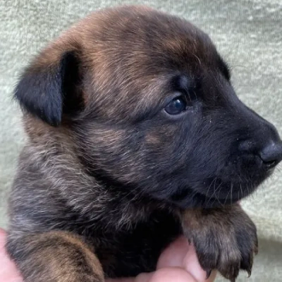 Dutch Shepherd puppies for sale in Udaipur