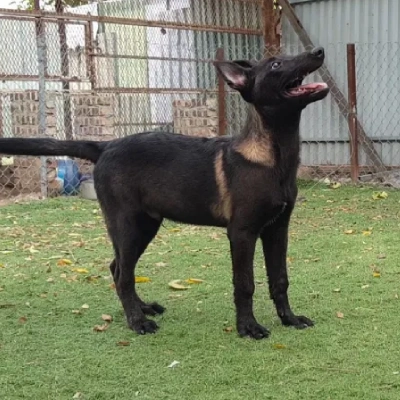 Dutch Shepherd puppies for sale in Vijayawada