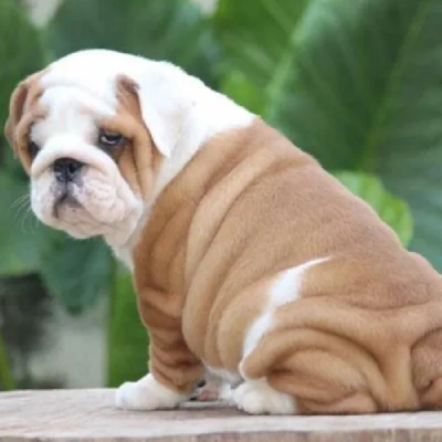 English Bulldog puppies for sale in Bikaner