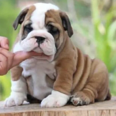 English Bulldog puppies for sale in Vijayawada