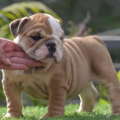 English Bulldog puppies for sale in Ajmer