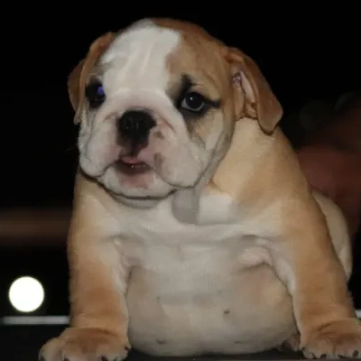 English Bulldog puppies for sale in Bikaner