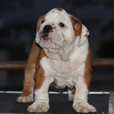 English Bulldog puppies for sale in Bikaner