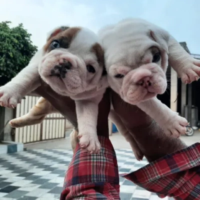 English Bulldog puppies for sale in Ajmer