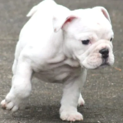 English Bulldog puppies for sale in Ajmer