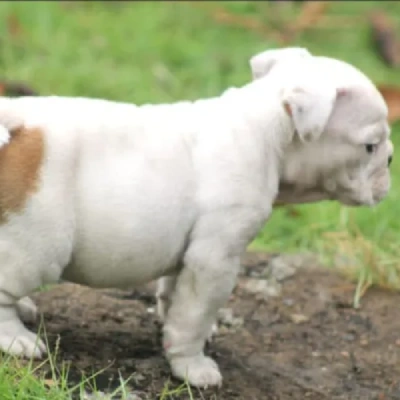 English Bulldog puppies for sale in Vijayawada