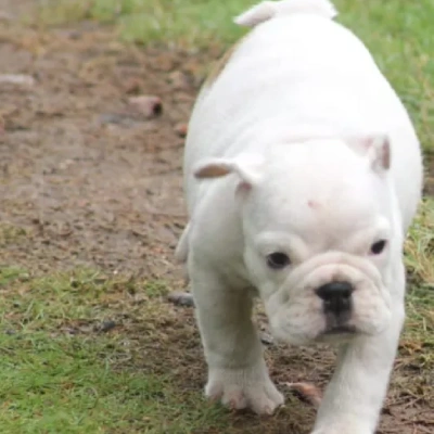 English Bulldog puppies for sale in Bikaner