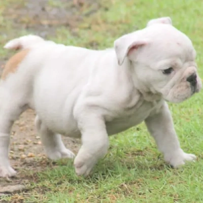 English Bulldog puppies for sale in Vijayawada