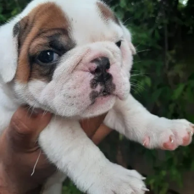 English Bulldog puppies for sale in Ajmer